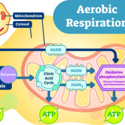 Respiration cellular electron equation glycolysis pathway atp krebs photosynthesis reaction metabolic lab produce summary respiratory synthase overall diagrammatic understanding bioexplorer