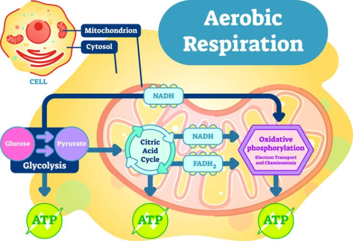 Respiration cellular electron equation glycolysis pathway atp krebs photosynthesis reaction metabolic lab produce summary respiratory synthase overall diagrammatic understanding bioexplorer