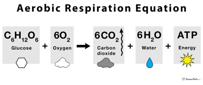 Aerobic respiration section 7-2 review