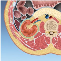 Correctly label the surrounding structures of the kidney